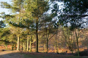 Forest Bathing among the beautiful trees in the Hurtwood