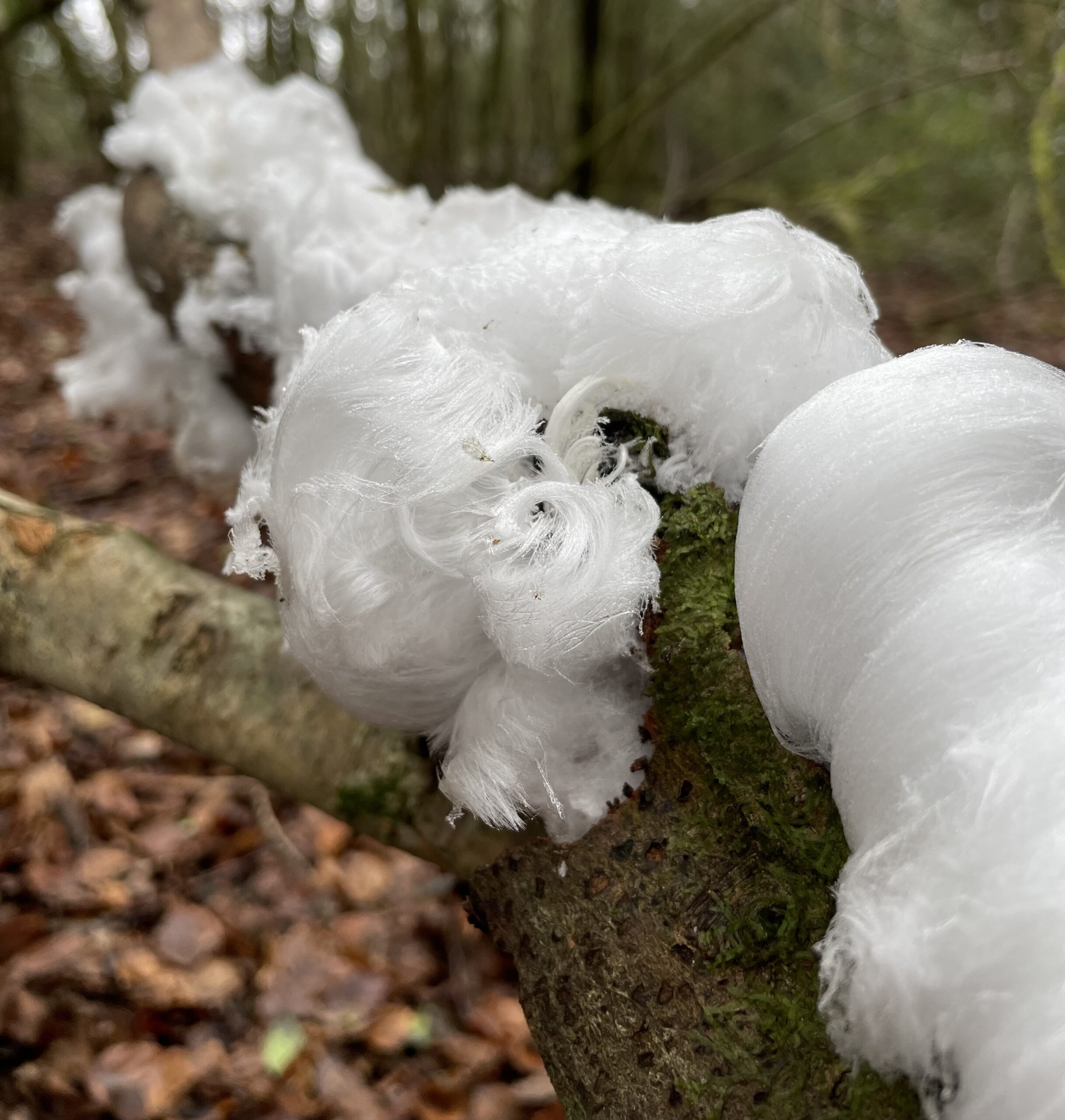 Discovering Hair Ice