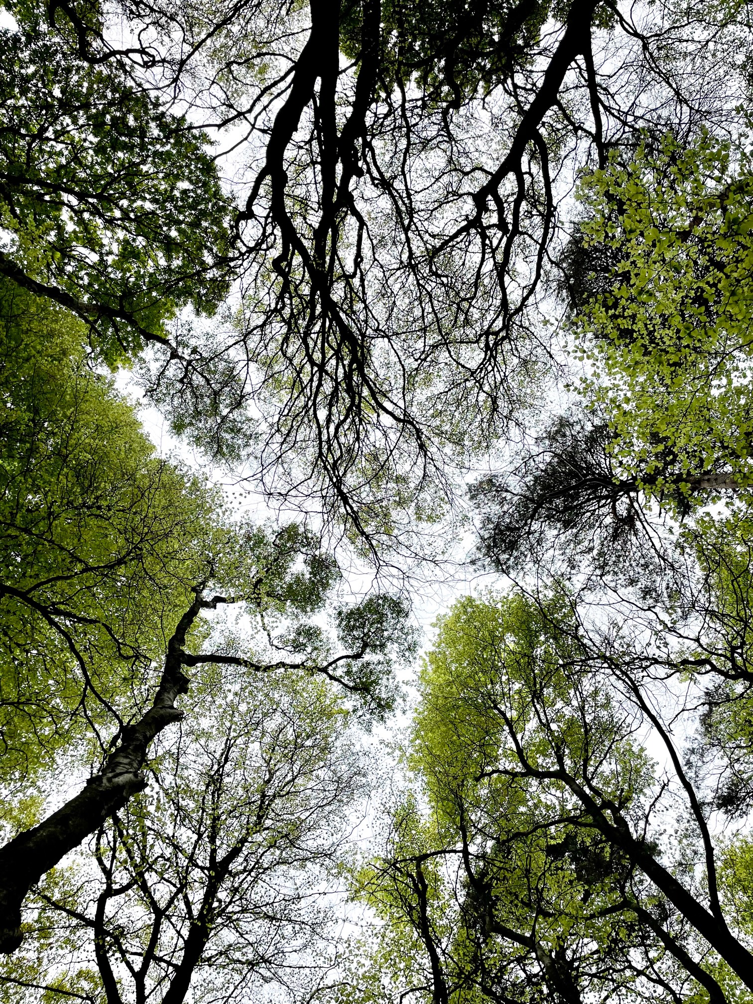 Fabulous Fractals