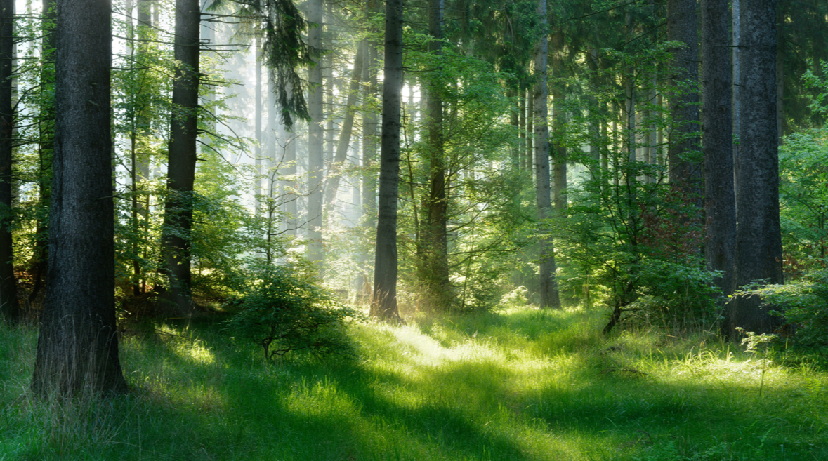 Yutori: Living in Spaciousness
