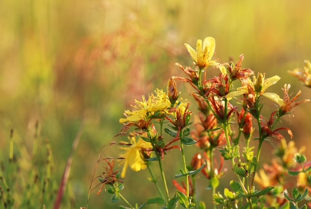 Listening to the Land, What the Microseasons Teach Us