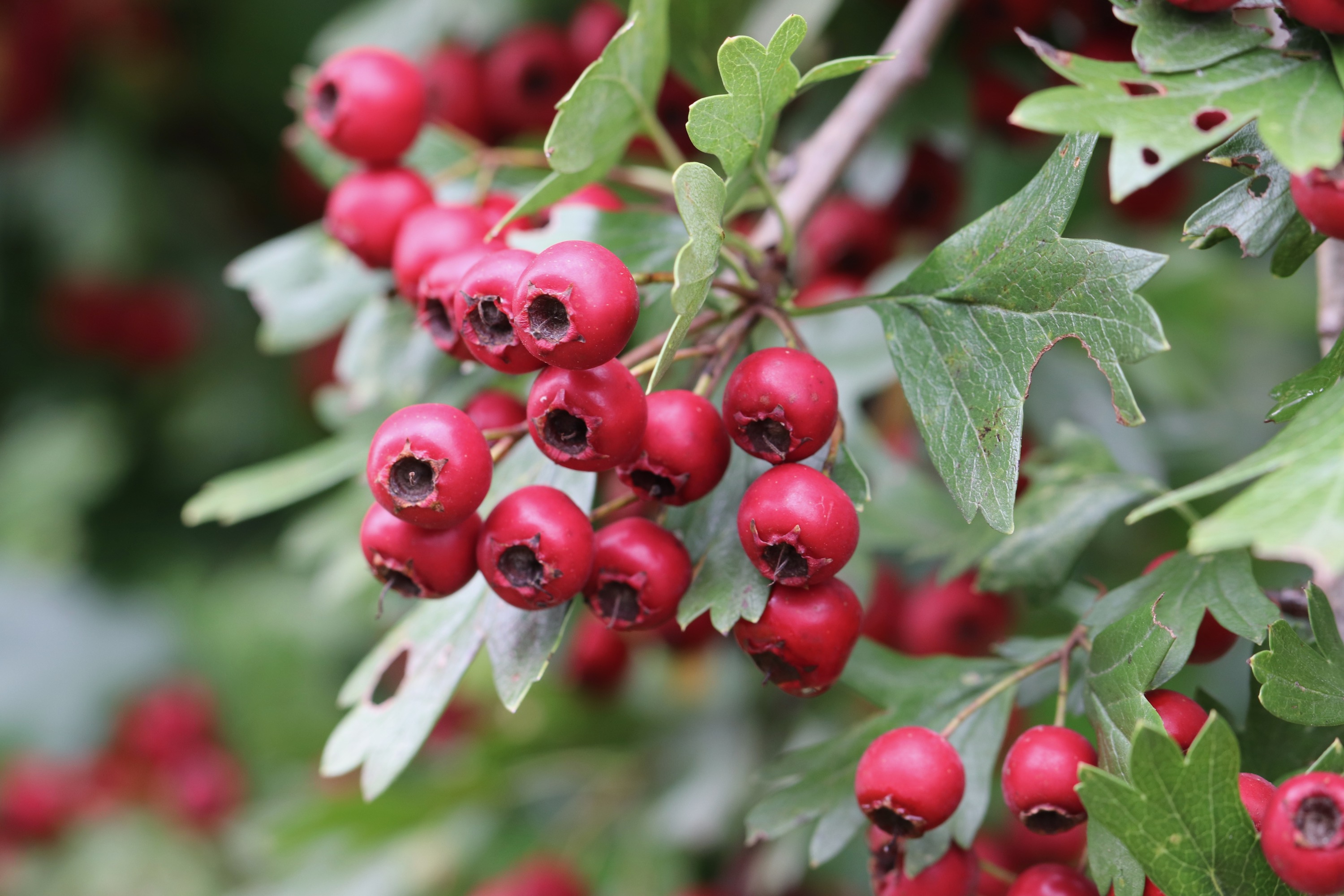 Hawthorn Ketchup
