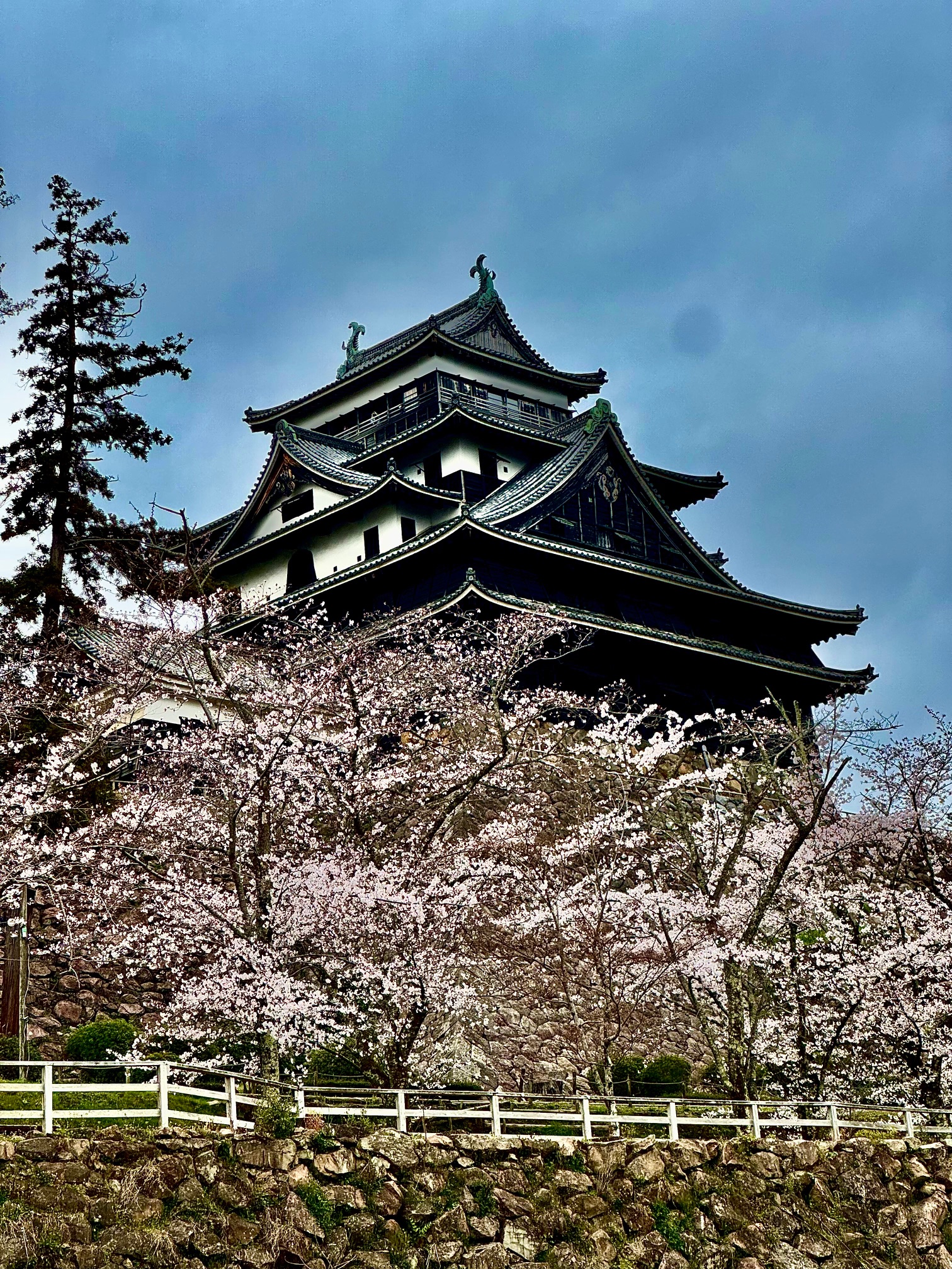 Sakura and Bluebells