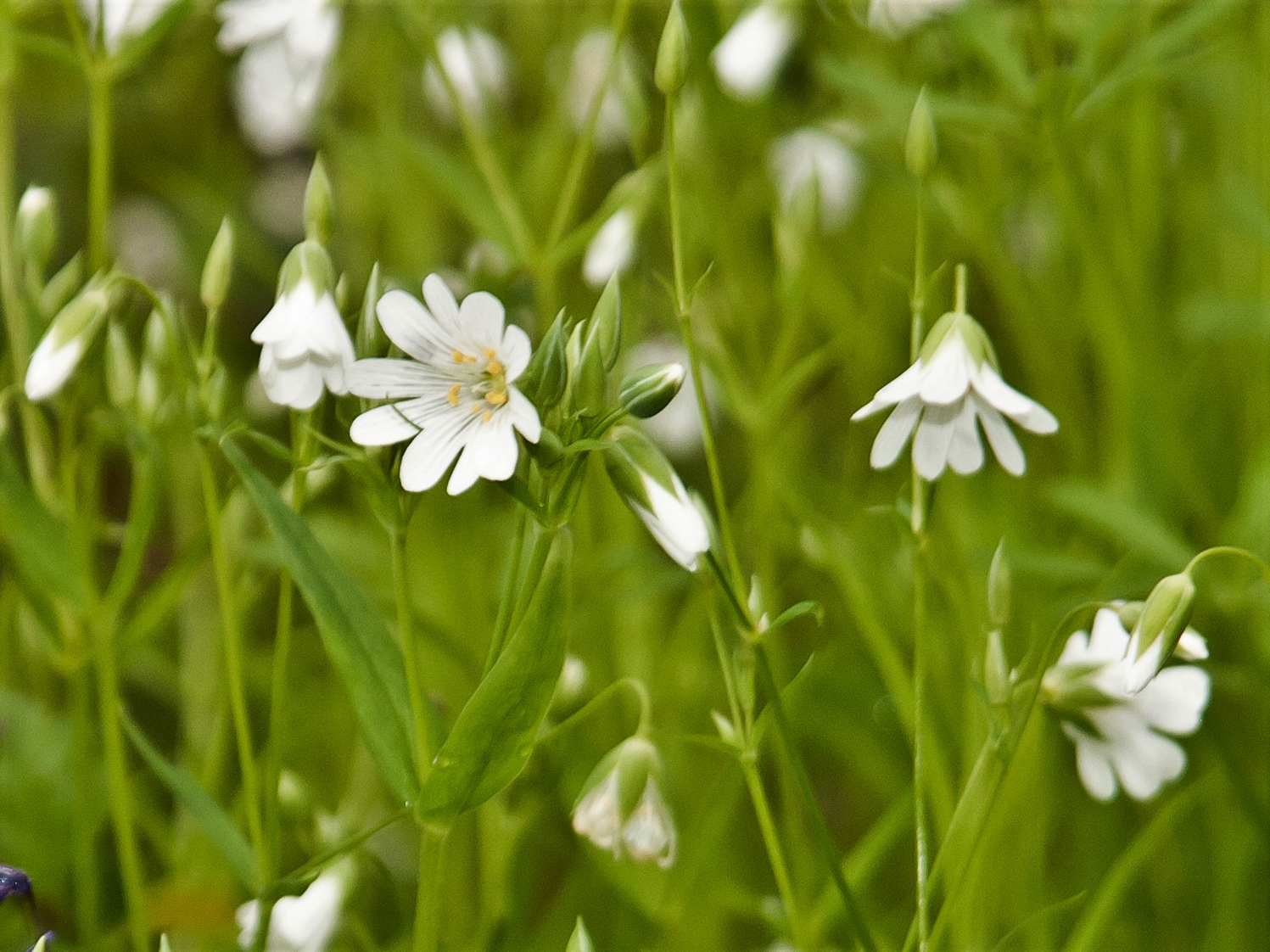 Spring Foraging